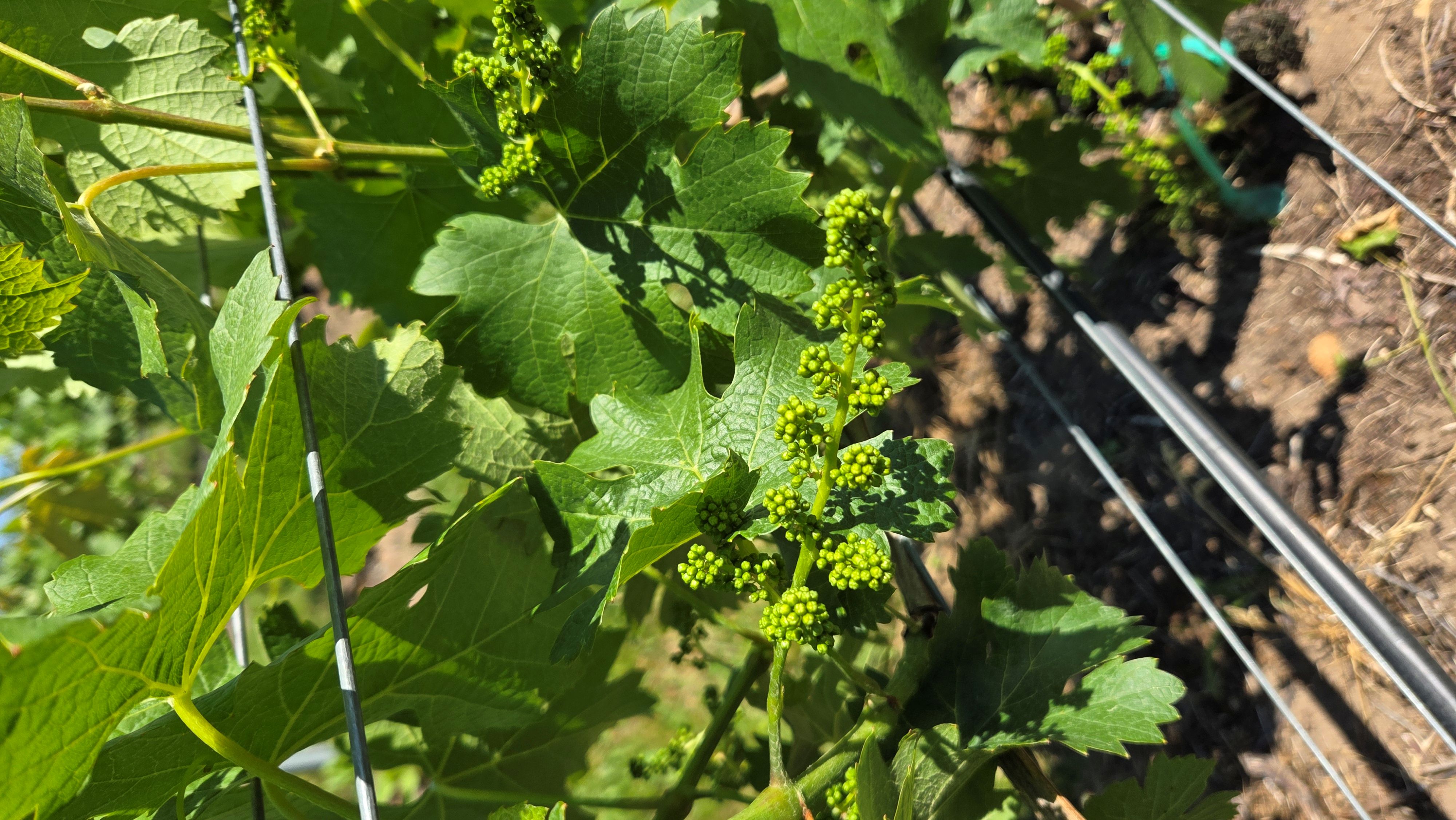 A cluster of grapes beginning to grow and ripen.